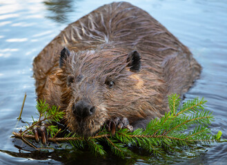 Hungry beaver chewing on a branch