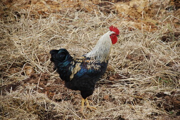 Rooster on the farmland