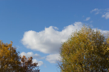 Fototapeta na wymiar autumn trees against sky