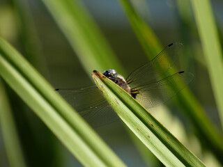 Broad-bodied chaser (Libellula depressa) - big blue dragonfly hidden behind a blade of reed, Gdansk, Poland