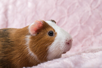 Cute guinea pig on pink background