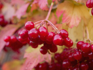 The cluster of viburnum berries on a branch close up