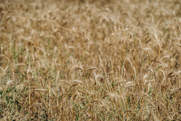 agro-industrial machinery works in the fields