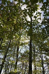 tall tree with blue sky background