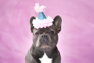 Black French Bulldog dog wearing party hat on pink background
