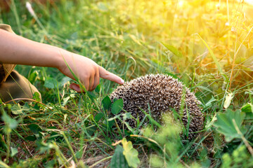 The child's hand stretches out to touch a small prickly hedgehog, hidden in a ball in the green...