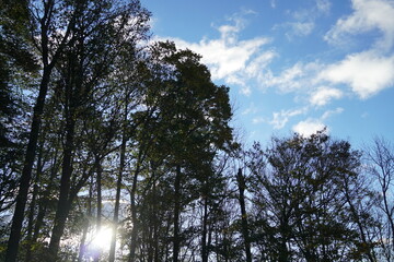 Trees and Clouds Enjoying the Morning Sun
