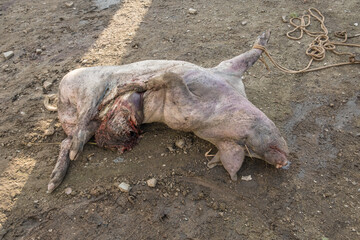 african swine fever dead pig