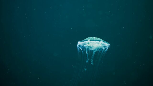 Beautiful jellyfish swimming process details, shot of swimming underwater on blue background. Amazing nature, nettle medusa with long tentacles. Calming beautiful footage.