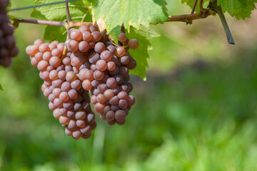 Weintraube am Rebstock