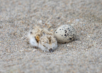 Piping plover chick waiting for its sibling to hatch