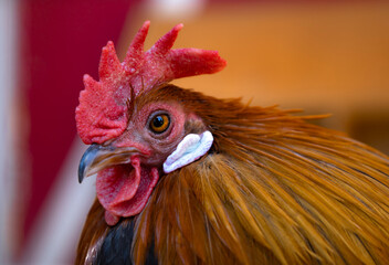 Closeup portrait of a rooster