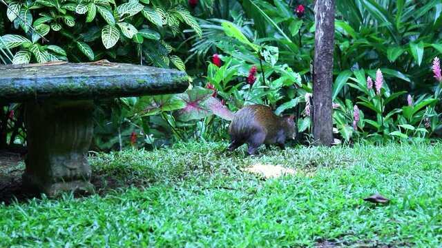 Aguti, tropical guinea pig eating in the jungle of Costa Rica