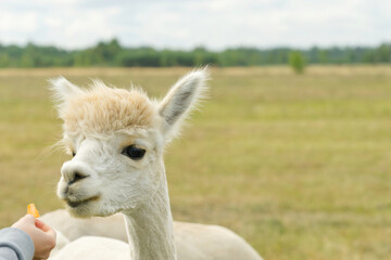 Alpaca Animal Close Up Of Head Funny Hair Cut And Chewing Action. farm