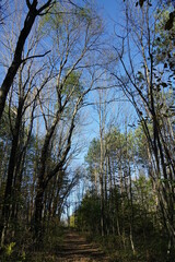 Hidden wooded hiking trail 