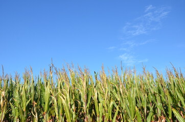 corn field and blue sky