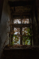 The window of an abandoned house overgrown with ivy