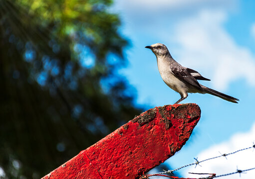 Avistamiento de un Aves; Mirla; sinsonte; p&aacute;jaro; naturaleza; Campo