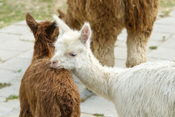 Fototapeta premium Alpaca Animal Close Up Of Head Funny Hair Cut And Chewing Action. farm