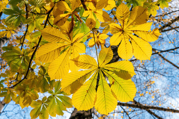 Bright yellow chestnut leaves in the sunlight in autumn.