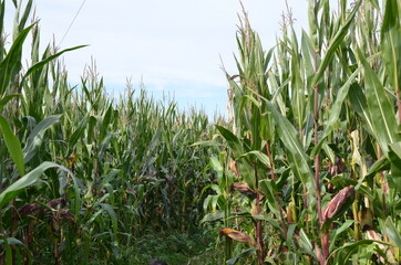Obraz premium corn field and sky