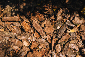 Pieces of dry brown oak bark close-up.
