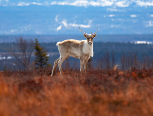 Woodland caribou on the autumn bog