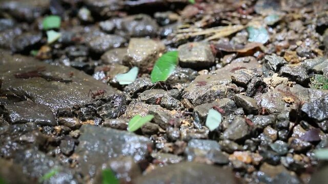 Leaf-cutting ants, Atta laevigata with leaf pieces on a path in the jungle in Costa Rica