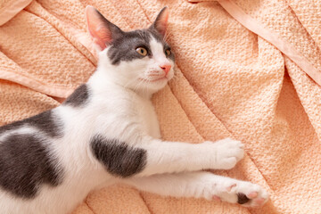 Domestic tabby cat lying on the bed.