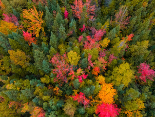 Naklejka na ściany i meble Autumn colored forest canopy from the sky