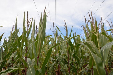 corn field and power lines