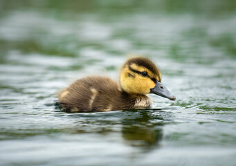 One week old duckling portrait
