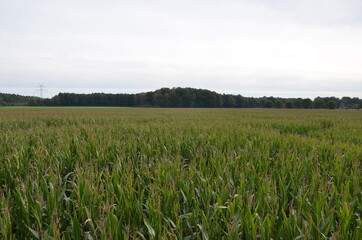 corn field
