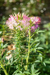 Close up of spider flowers (cleome hassleriana) in bloom