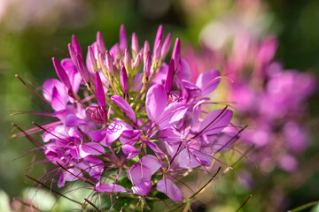 Close up of spider flowers (cleome hassleriana) in bloom