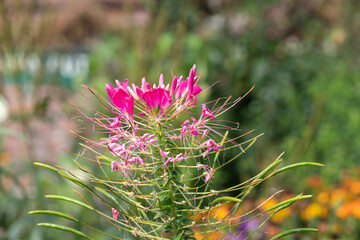 Close up of spider flowers (cleome hassleriana) in bloom