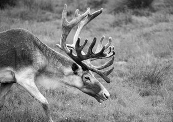 Woodland caribou in a nature preserve