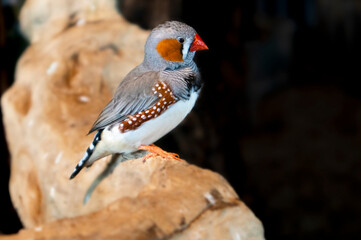 Australian Zebra Finch perched on a stump