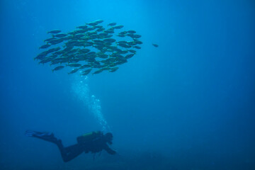 Plongeur sous banc de poissons