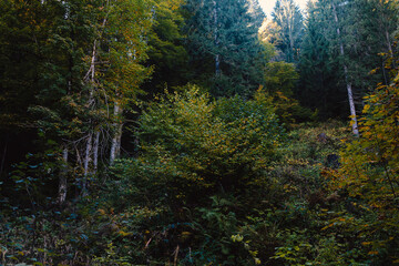 Wildnis in einem Bergwald mit grün und herbstlichen Farben