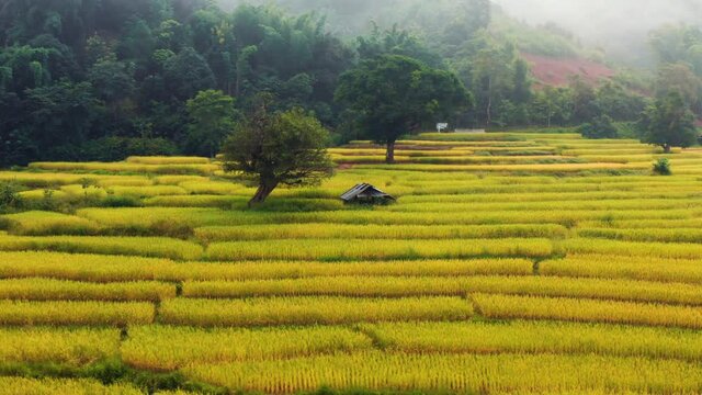 Aerial view of rice terrace in the valley located in Ban Wen, Bo Kluea district, Nan province, Thailand. 4K drone footage rice terrace view in morning.