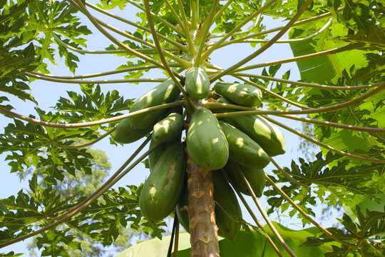A bunch of papaya fruits on the tree in the garden in the morning
