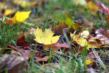 Jesienny żółty liść leży pod drzewem.  - obrazy, fototapety, plakaty