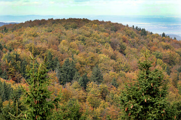Krajobraz jesienny i kolorowe liście drzew na niebieskim niebie. © FotoDax