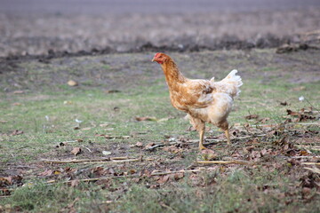 range chicken in the fields