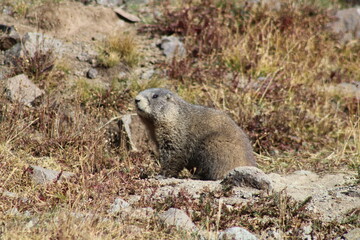 Marmot 