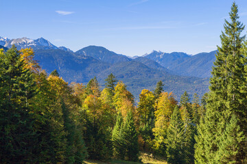 Bergwald in alpiner Landschaft mit gelben und rötlich braunen Farbtönen sowie hohen Bergen im Hintergrund