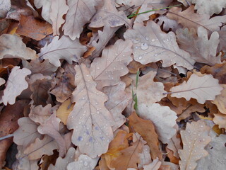 fallen autumn leaves