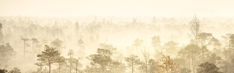 Aerial view of the swampy young pine tree forest in a morning fog at sunrise. Pure golden sunlight....
