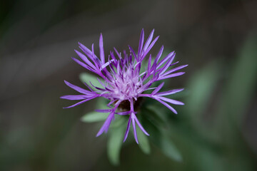 Flor Silvestre
